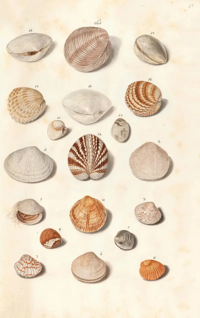 Shells from the collection of the Dukes of Württemberg Pl.43 av Johann Gustav Hoch