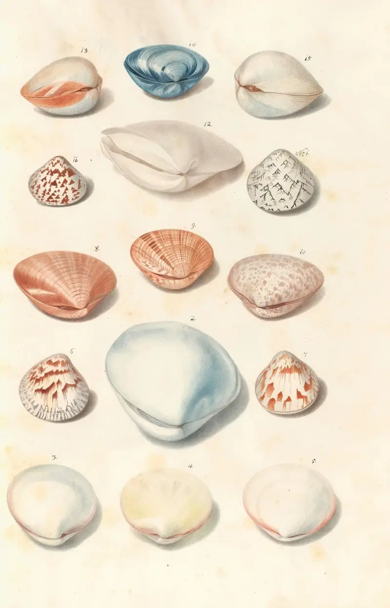 Shells from the collection of the Dukes of Württemberg Pl.45 av Johann Gustav Hoch