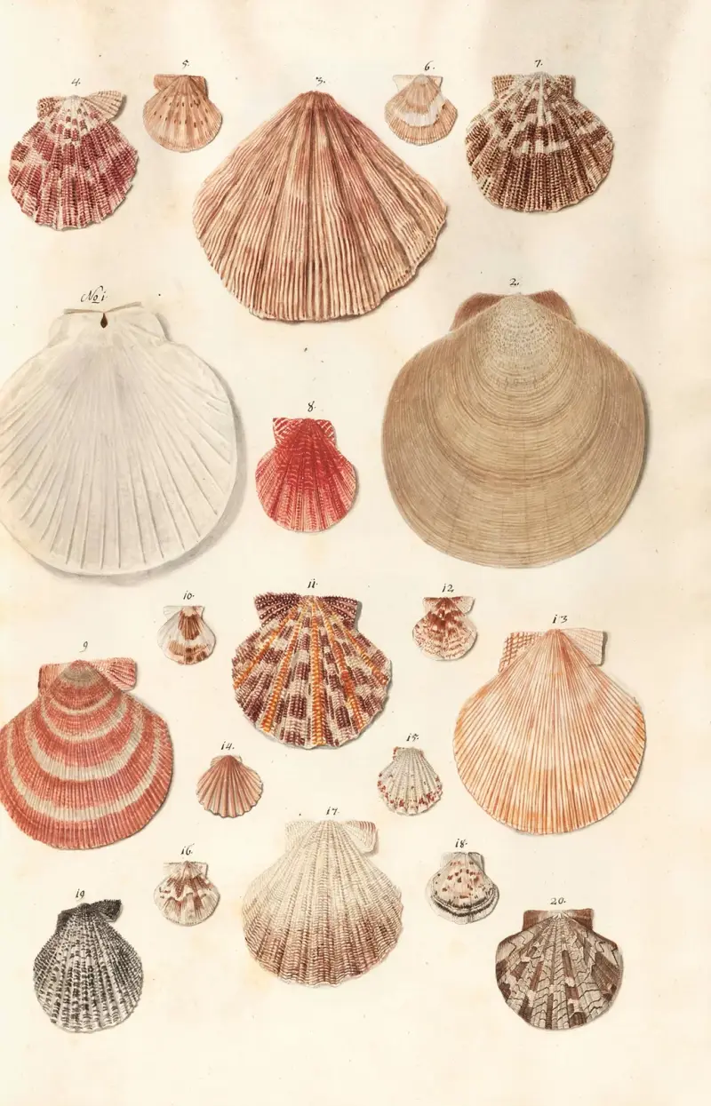 Shells from the collection of the Dukes of Württemberg Pl.46 av Johann Gustav Hoch