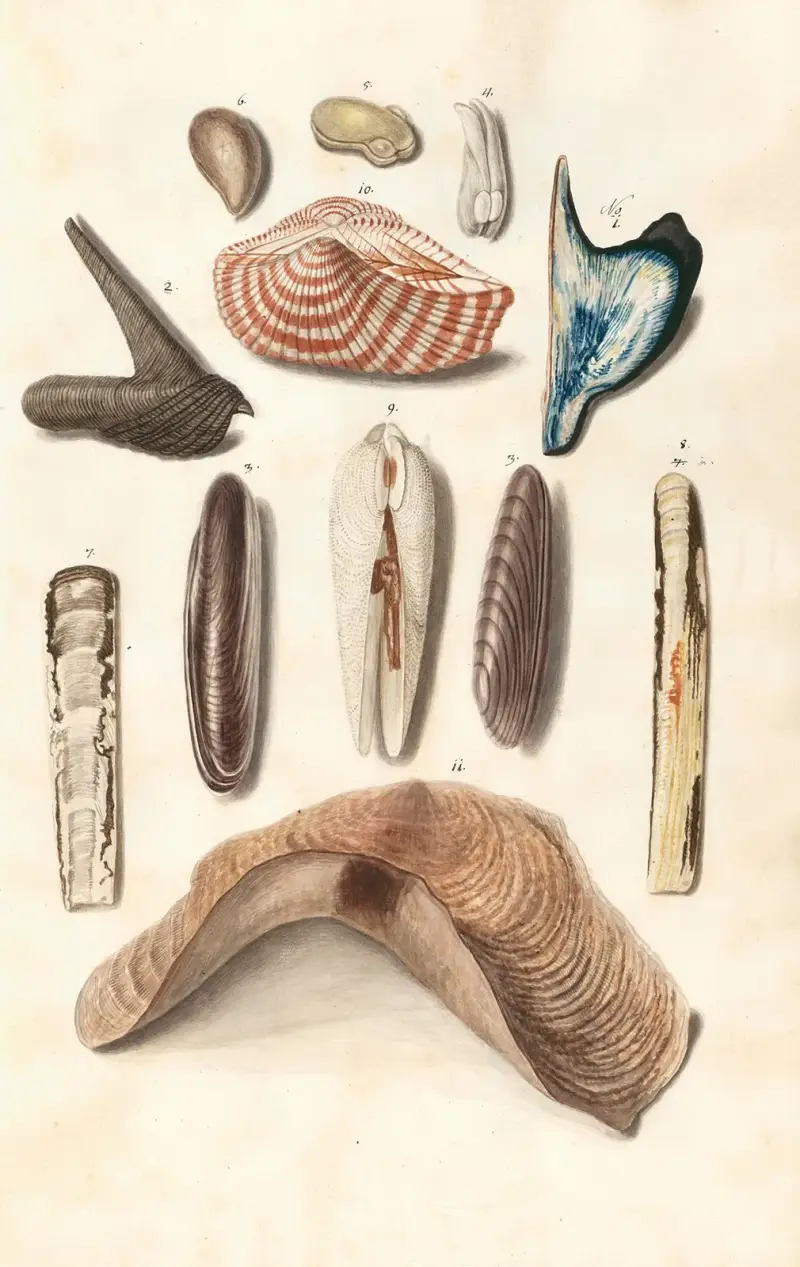 Snäckor ur hertigarna av Württembergs samling, pl. 49 av Johann Gustav Hoch