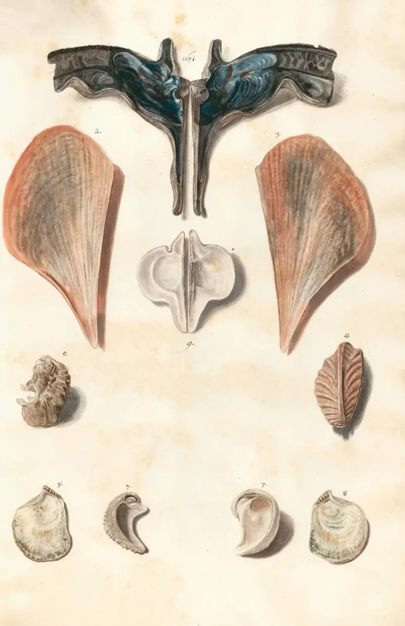 Shells from the collection of the Dukes of Württemberg Pl.50 av Johann Gustav Hoch