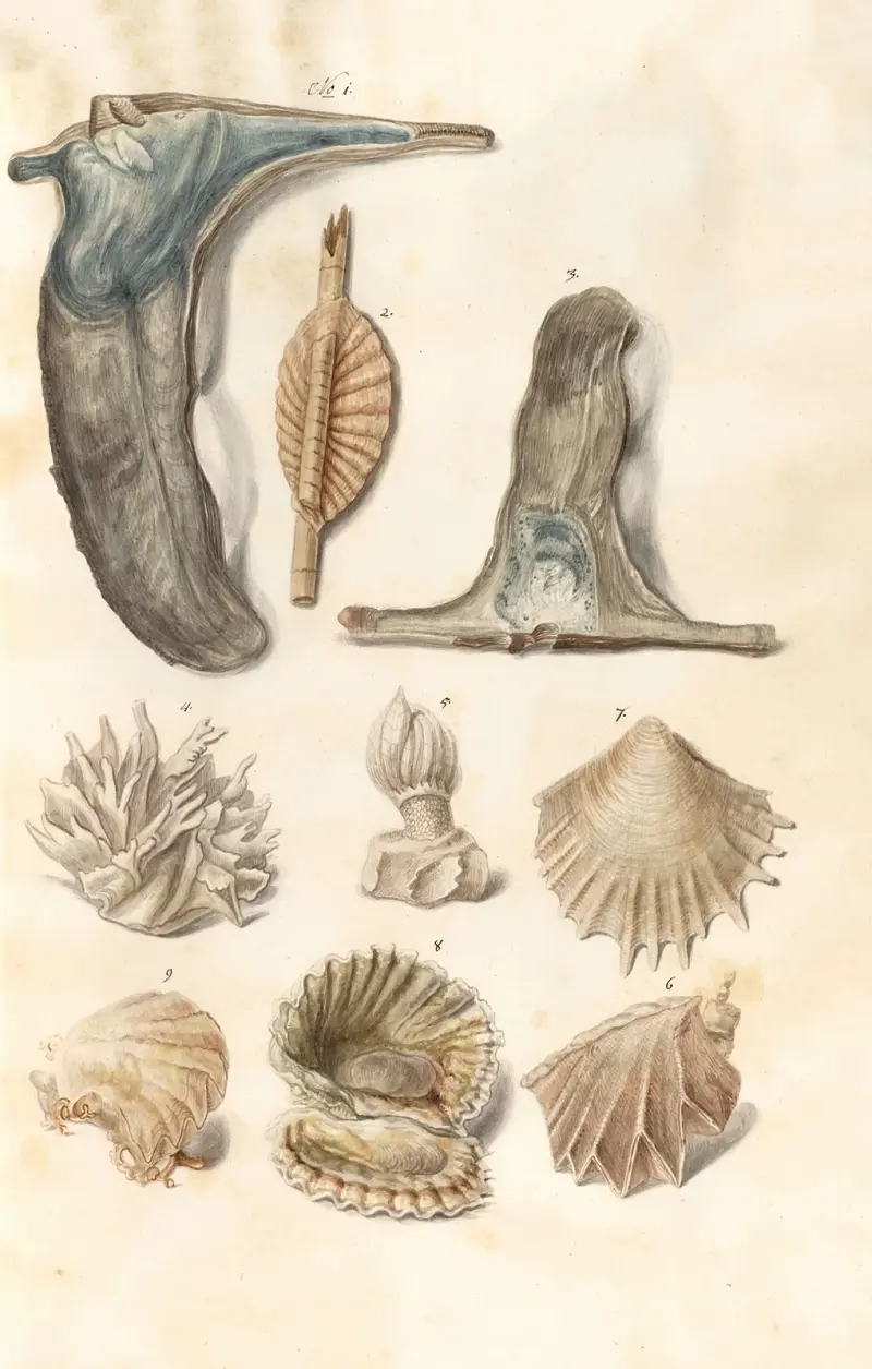 Snäckor från hertigarna av Württembergs samling, pl. 51 av Johann Gustav Hoch