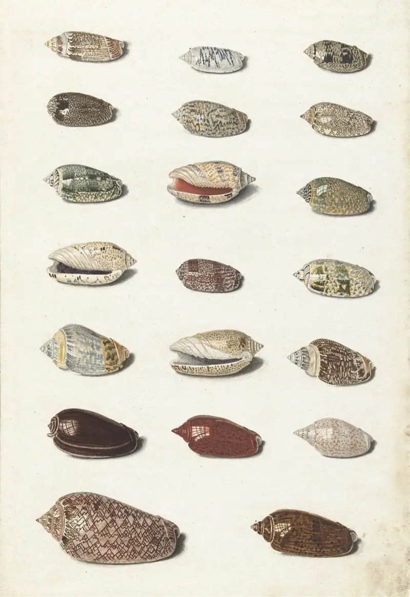 Twenty Tropical Shells av Johann Gustav Hoch