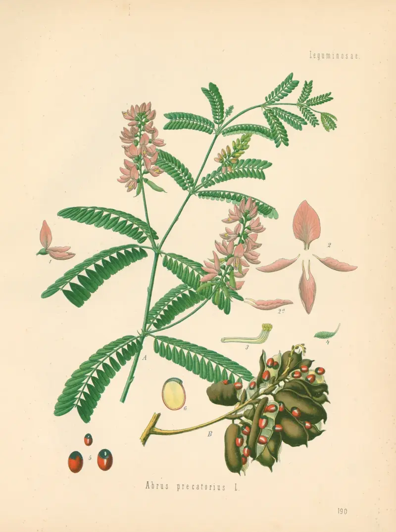 Abrus precatorius av Gustav Pabst