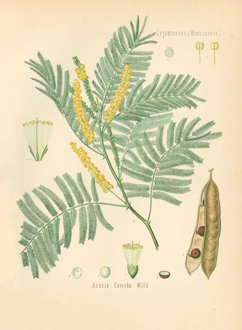 Acacia Catechu av Gustav Pabst
