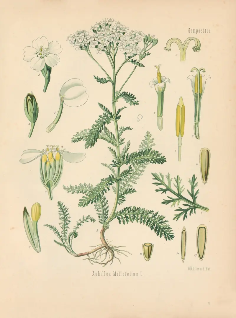 Achillea Millefolium av Gustav Pabst