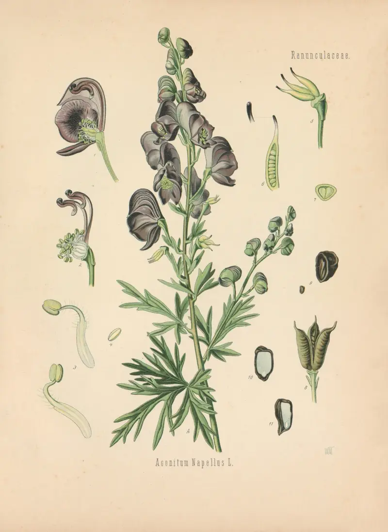 Aconitum Napellus av Gustav Pabst