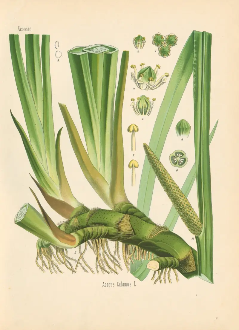 Acorus Calamus av Gustav Pabst
