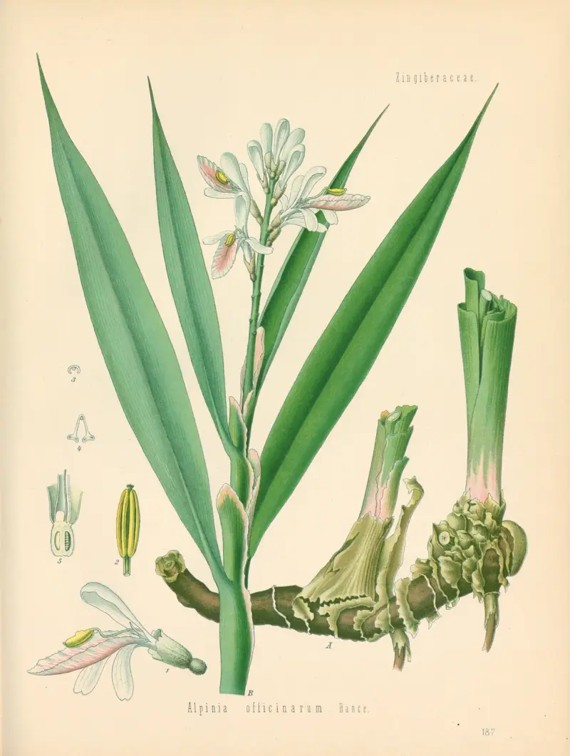 Alpinia officinarum av Gustav Pabst