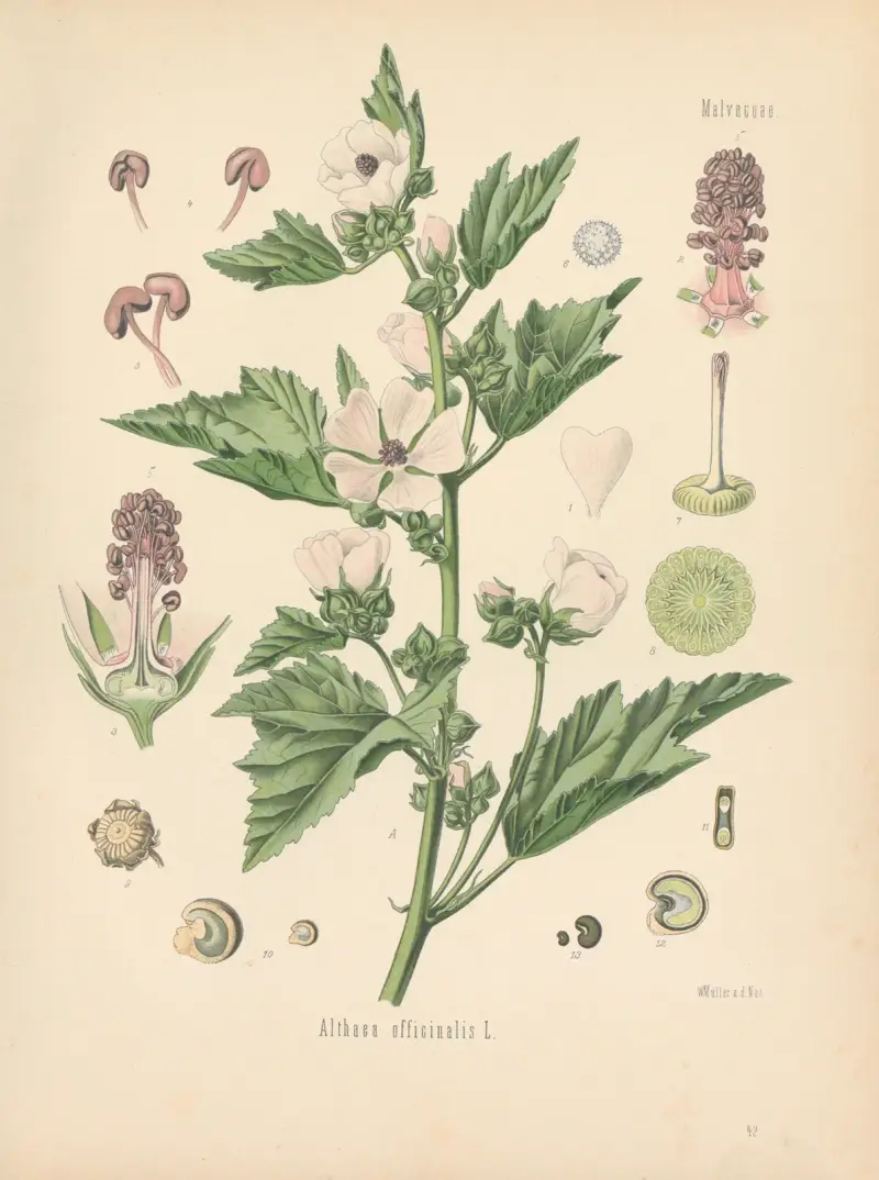 Althaea officinalis av Gustav Pabst