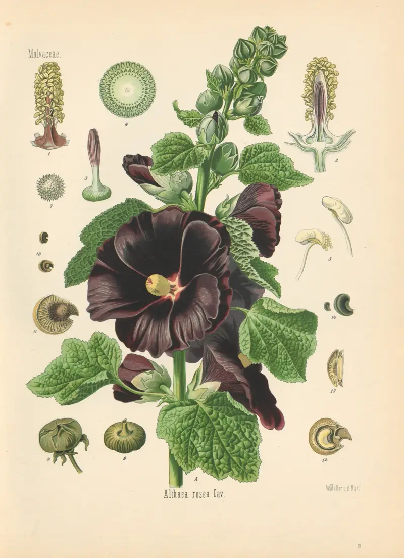 Althaea rosea von Gustav Pabst