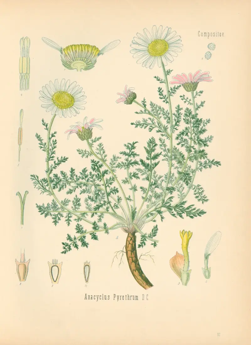 Anacylus Pyrethrum av Gustav Pabst