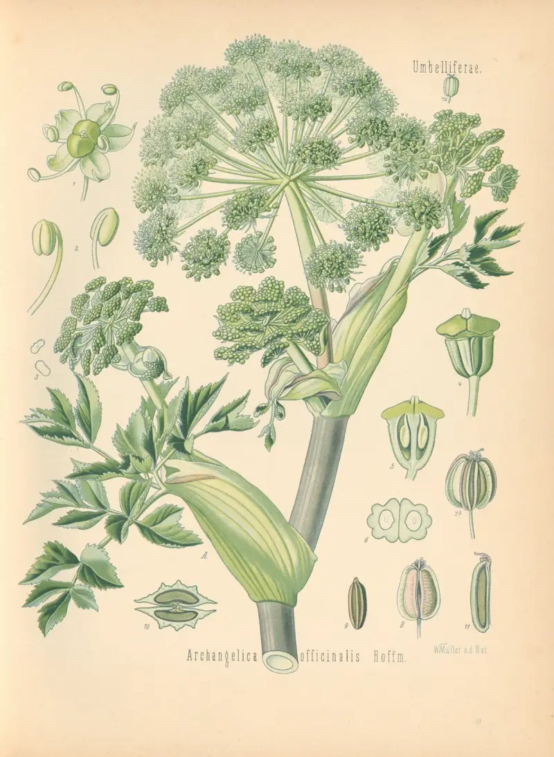 Archangelica officinalis av Gustav Pabst