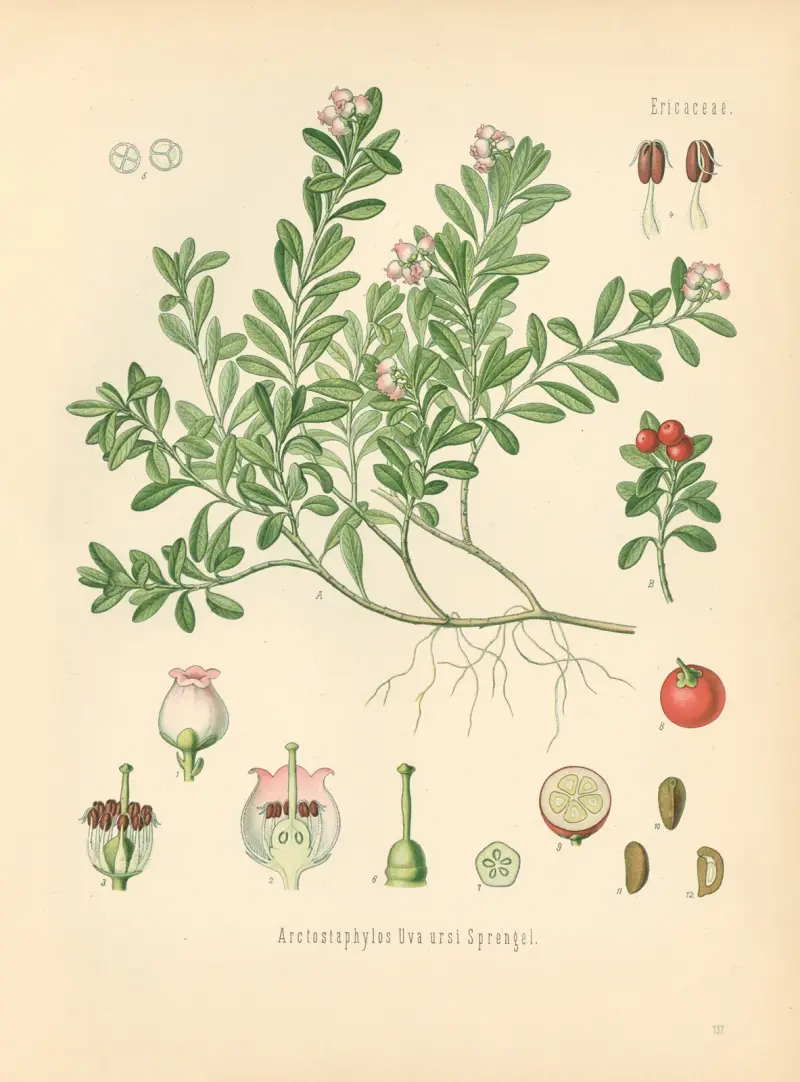 Arctostaphylos Uva, Gustav Pabst