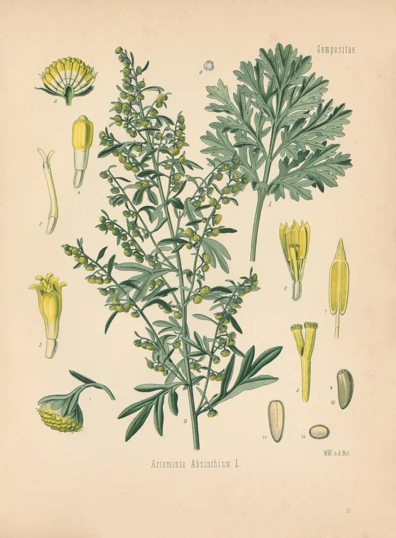 Artemisia Absinthium av Gustav Pabst