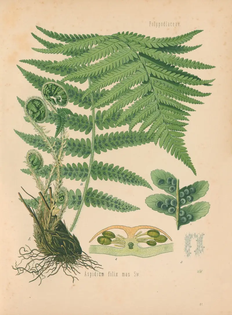 Aspidium filix mas av Gustav Pabst