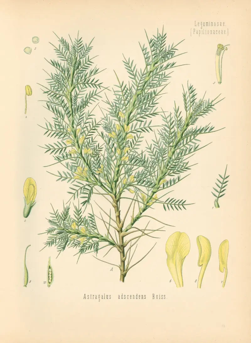Astragalus adscendens av Gustav Pabst