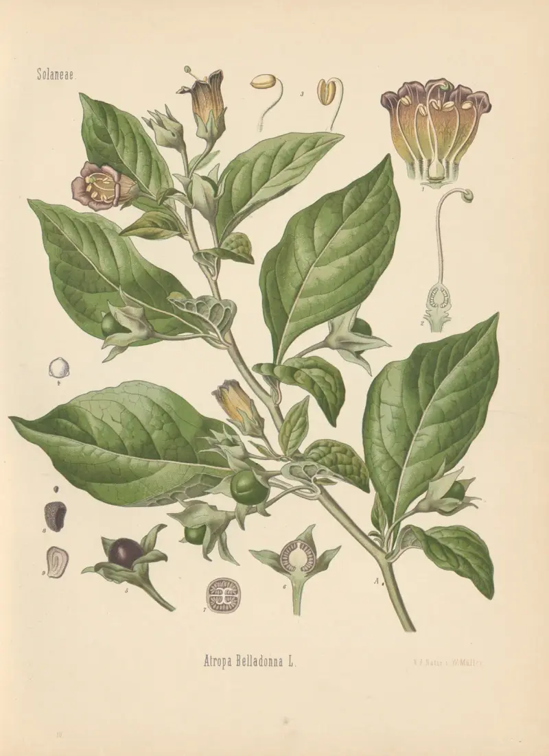 Atropa Belladonna av Gustav Pabst