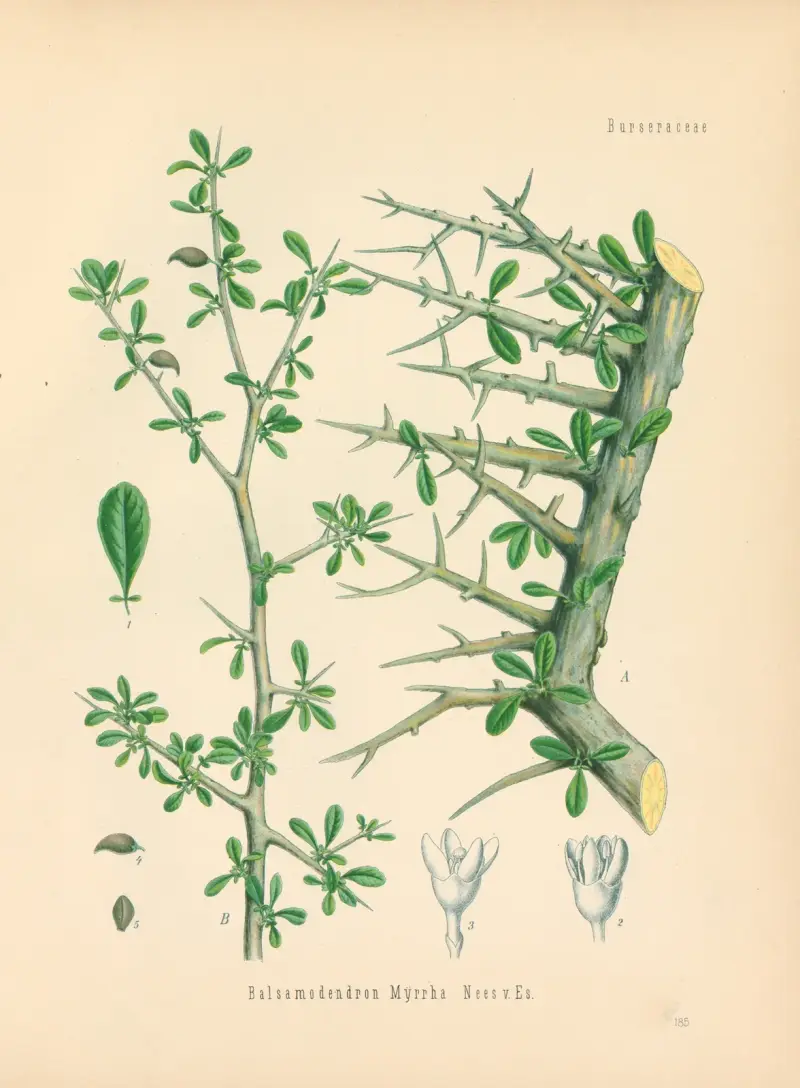 Balsamodendron Myrrha av Gustav Pabst