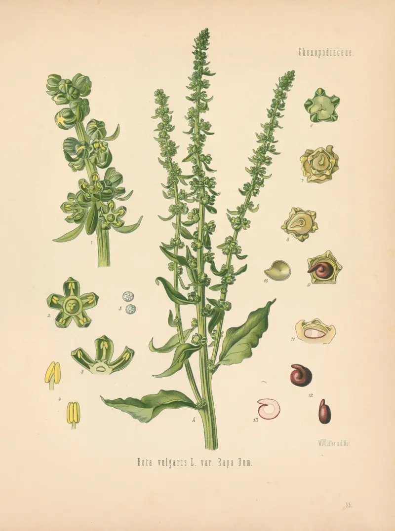 Beta vulgaris var. Rapa Dum av Gustav Pabst