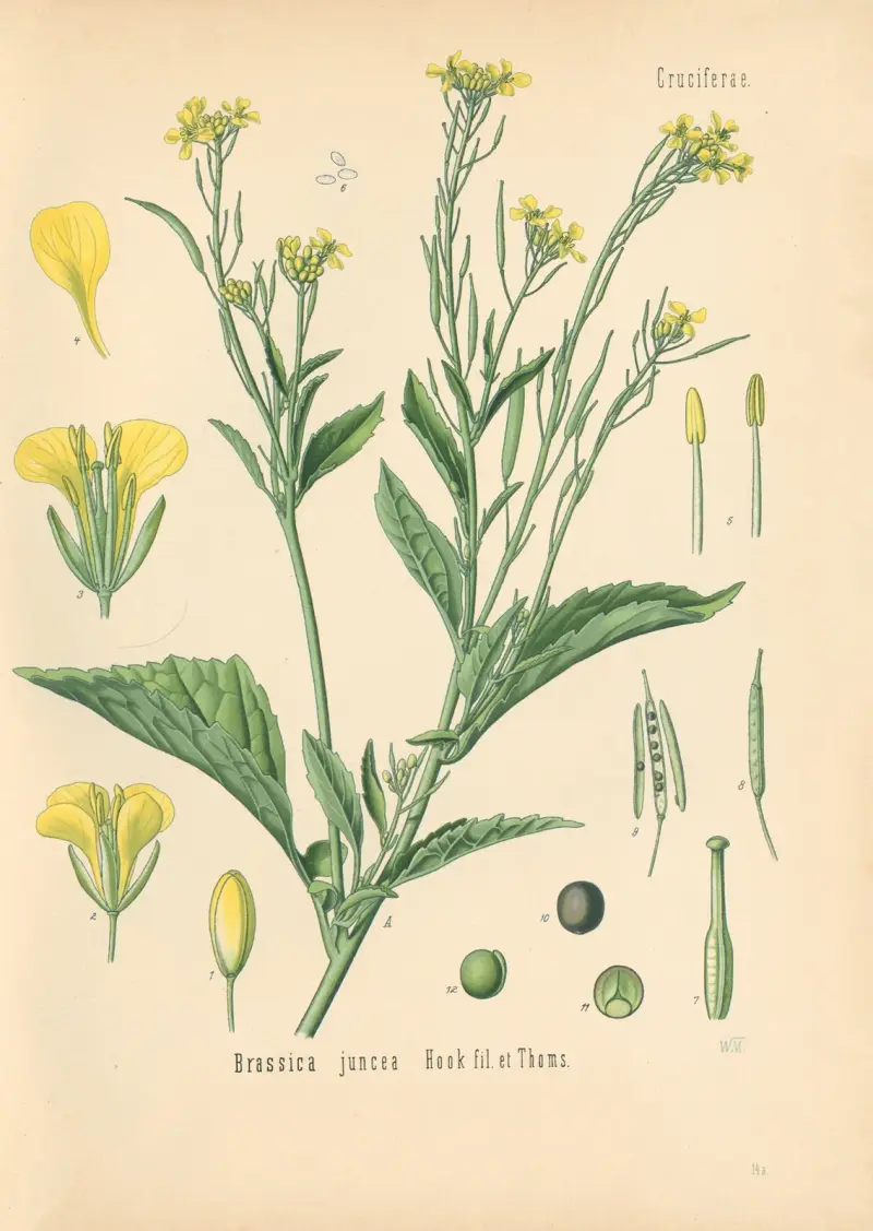 Brassica juncea av Gustav Pabst