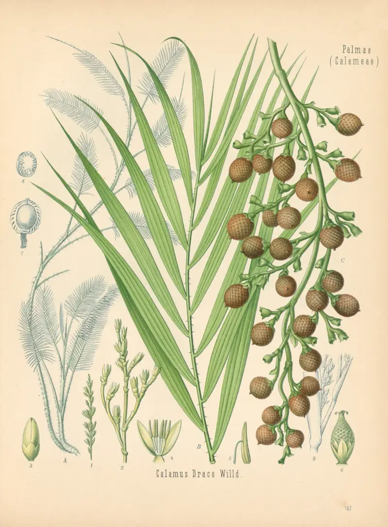 Calamus Draco von Gustav Pabst