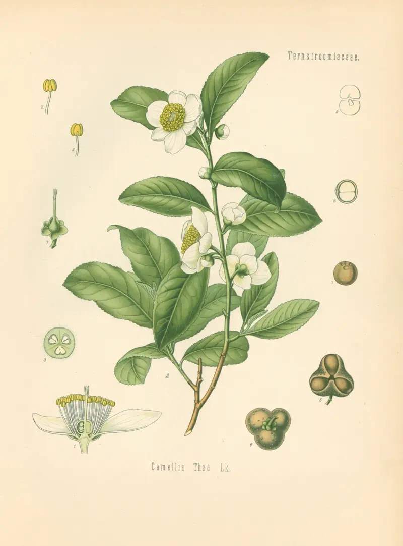 Camellia Thea von Gustav Pabst