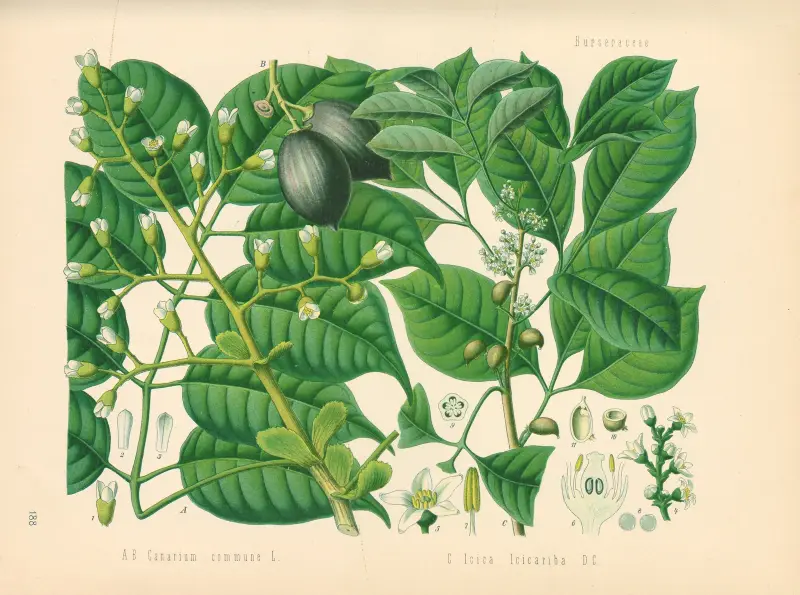 Canarium commune av Gustav Pabst