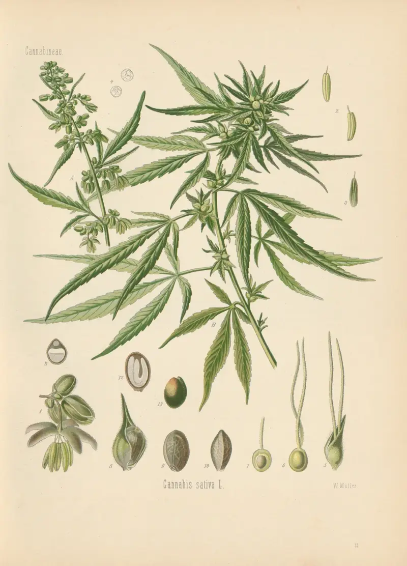 Cannabis sativa av Gustav Pabst