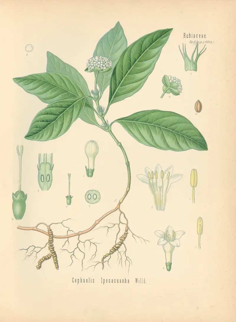 Cephaelis Ipecacuanha, Gustav Pabst