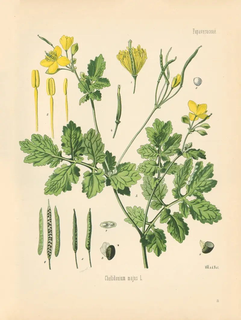 Chelidonium majus av Gustav Pabst