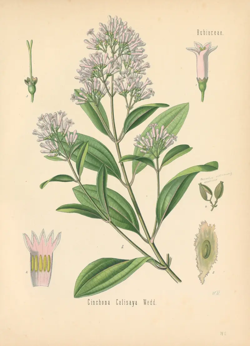 Cinchona Calisaya av Gustav Pabst
