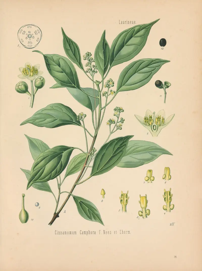 Cinnamomum Camphora av Gustav Pabst