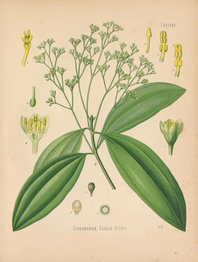 Cinnamomum Cassia av Gustav Pabst