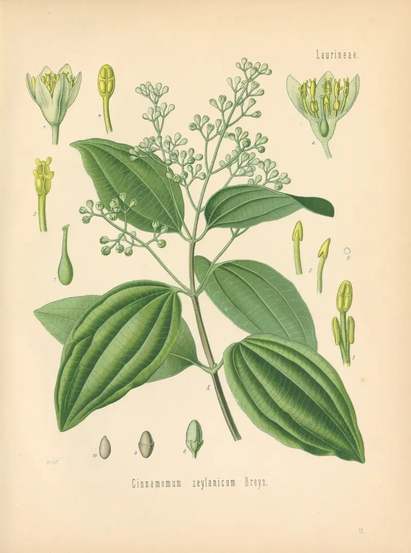 Cinnamomum zeylanicum av Gustav Pabst