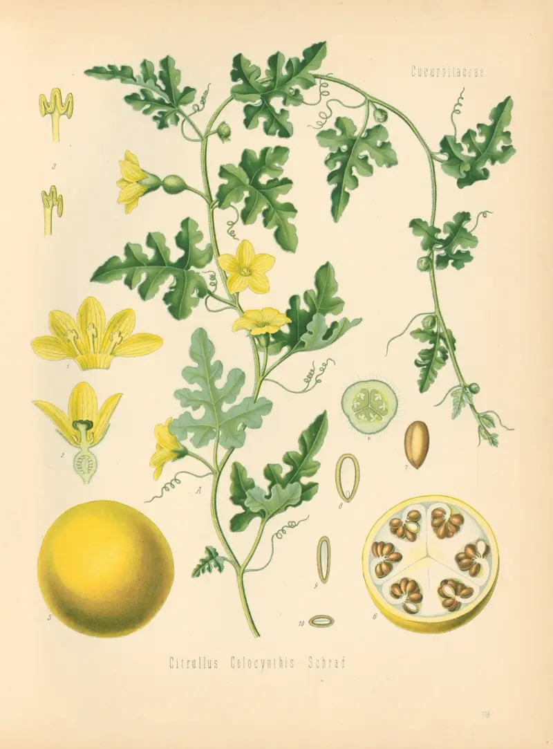 Citrullus Colocynthis av Gustav Pabst