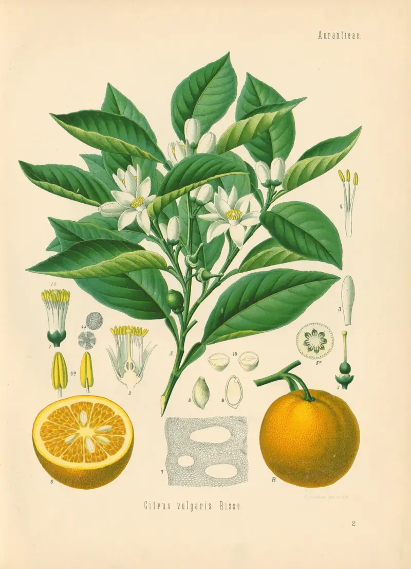 Citrus vulgaris av Gustav Pabst
