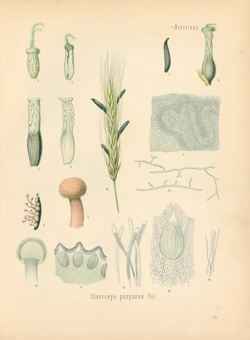 Claviceps purpurea von Gustav Pabst