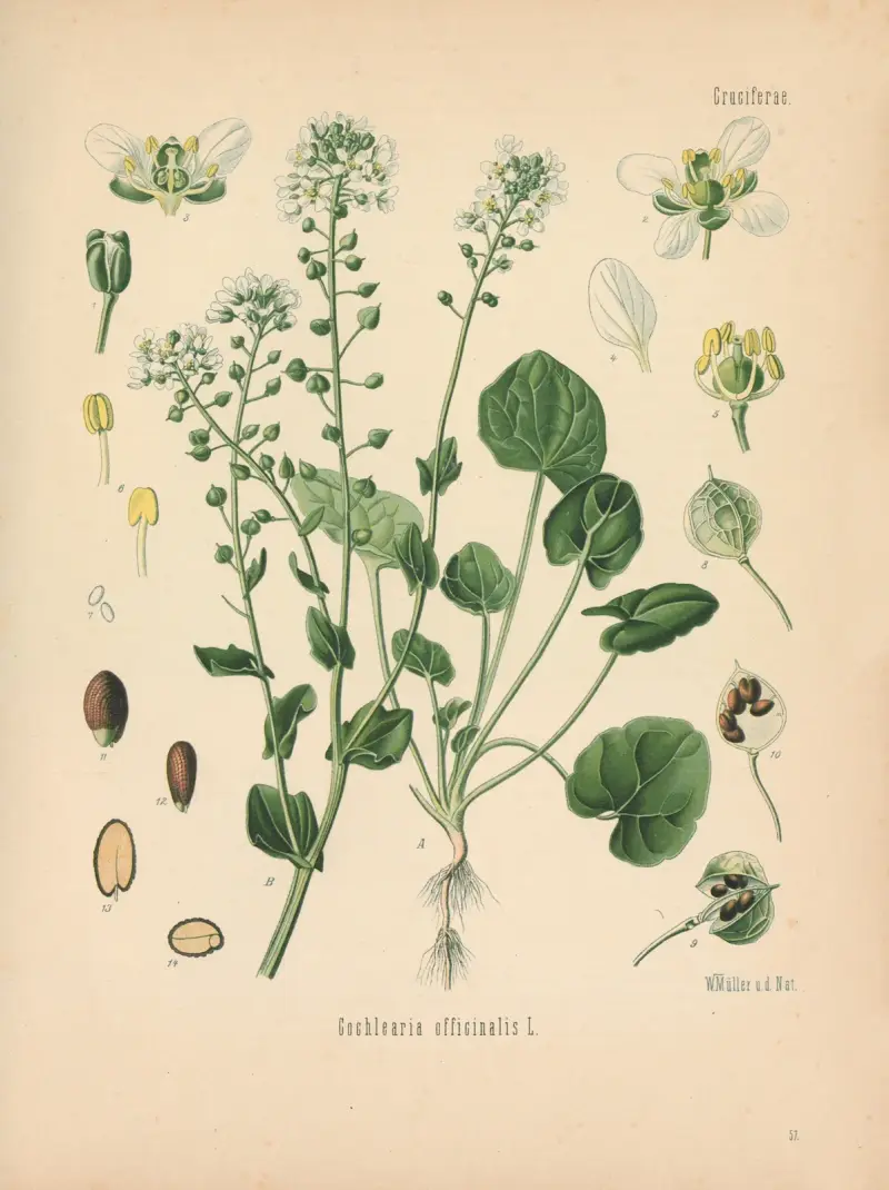 Cochlearia officinalis av Gustav Pabst