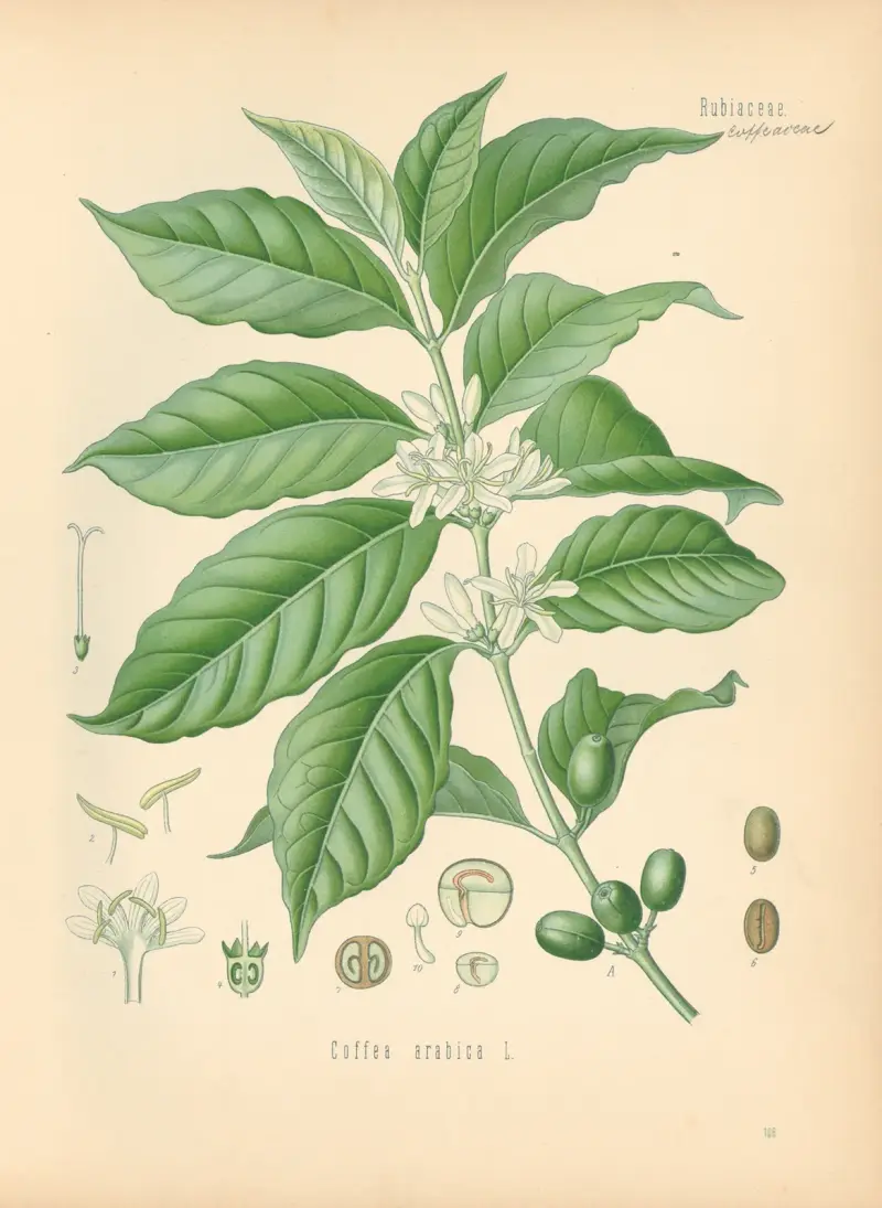 Coffea arabica av Gustav Pabst