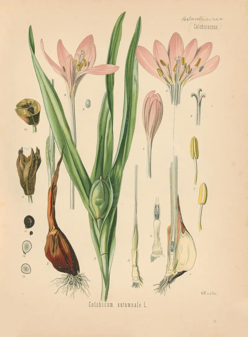Colchicum autumnale av Gustav Pabst