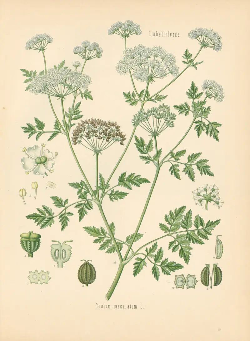 Conium maculatum av Gustav Pabst