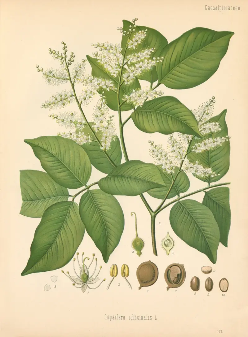 Copaifera officinalis von Gustav Pabst