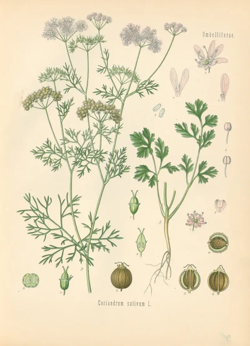 Koriander (Coriandrum sativum) av Gustav Pabst