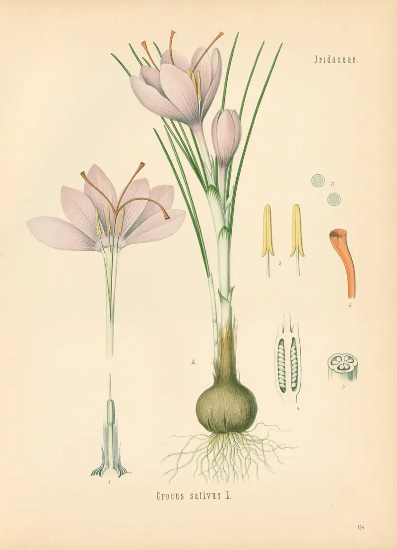 Crocus sativus av Gustav Pabst