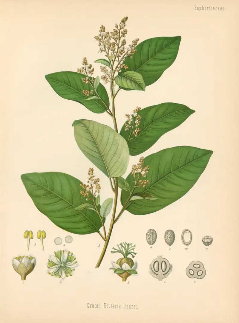 Croton Eluteria, Gustav Pabst