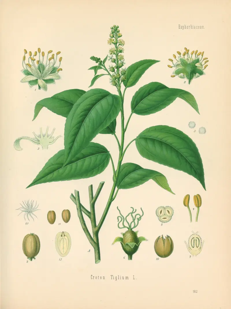 Croton Tiglium av Gustav Pabst