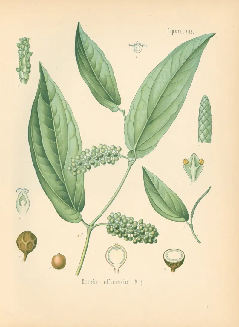 Cubeba officinalis av Gustav Pabst