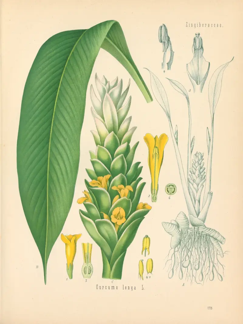 Curcuma longa, Gustav Pabst