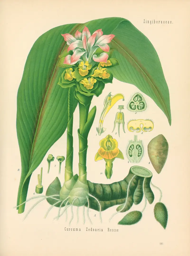 Curcuma Zedoaria av Gustav Pabst